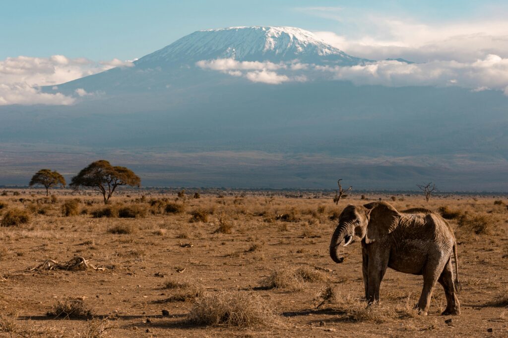 Elephant roaming the savanna with Mount Kilimanjaro in the background, showcasing the beauty of African wildlife.