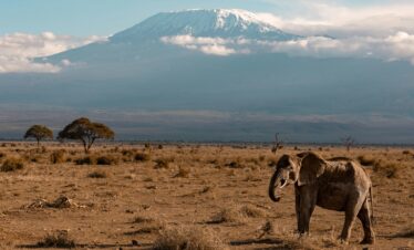 Elephant roaming the savanna with Mount Kilimanjaro in the background, showcasing the beauty of African wildlife.