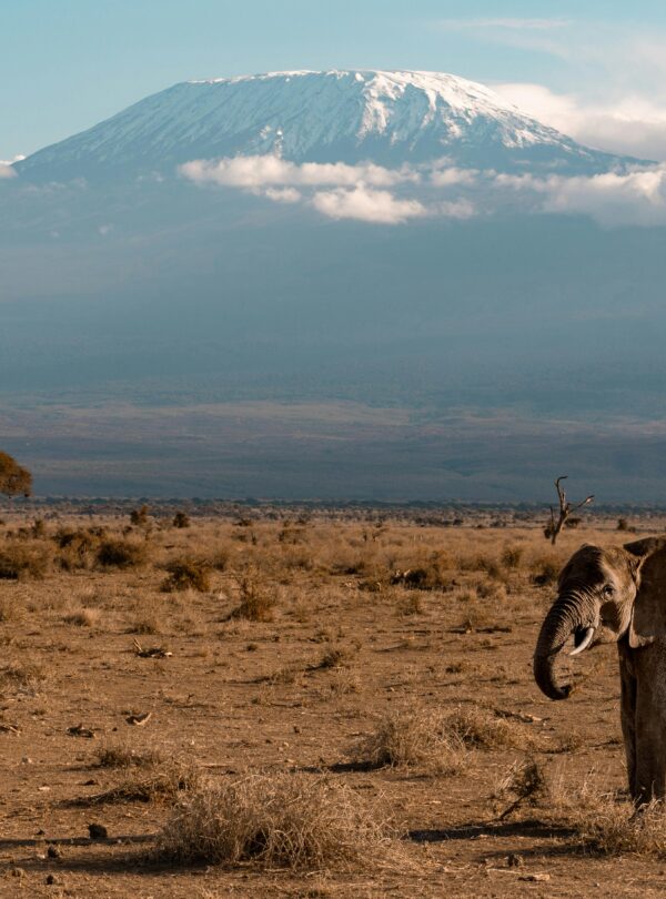 Elephant roaming the savanna with Mount Kilimanjaro in the background, showcasing the beauty of African wildlife.