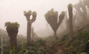 Giant Groundsels (Dendrosenecio Kilimanjari), endemic to Mount Kilimanjaro, Tanzania,  in low cloud near Karanga camp on Lemosho glades trekking route