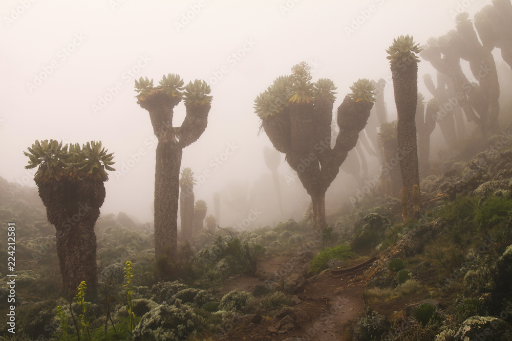 Giant Groundsels (Dendrosenecio Kilimanjari), endemic to Mount Kilimanjaro, Tanzania,  in low cloud near Karanga camp on Lemosho glades trekking route