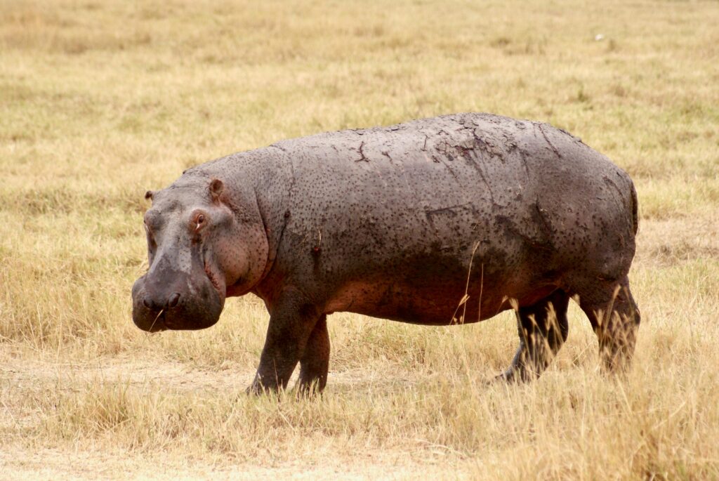 A wild hippopotamus stands in the savanna of Ilturot Lorkereyan, Tanzania.