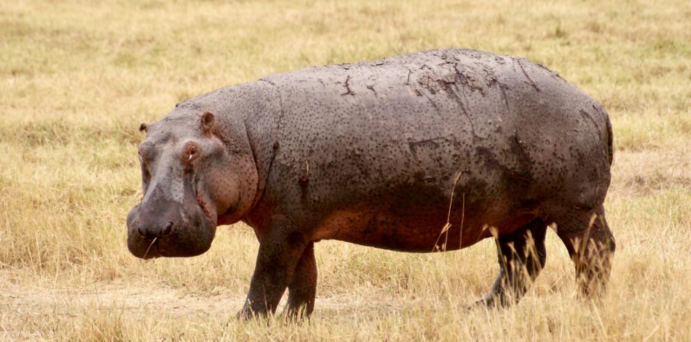 A wild hippopotamus stands in the savanna of Ilturot Lorkereyan, Tanzania.