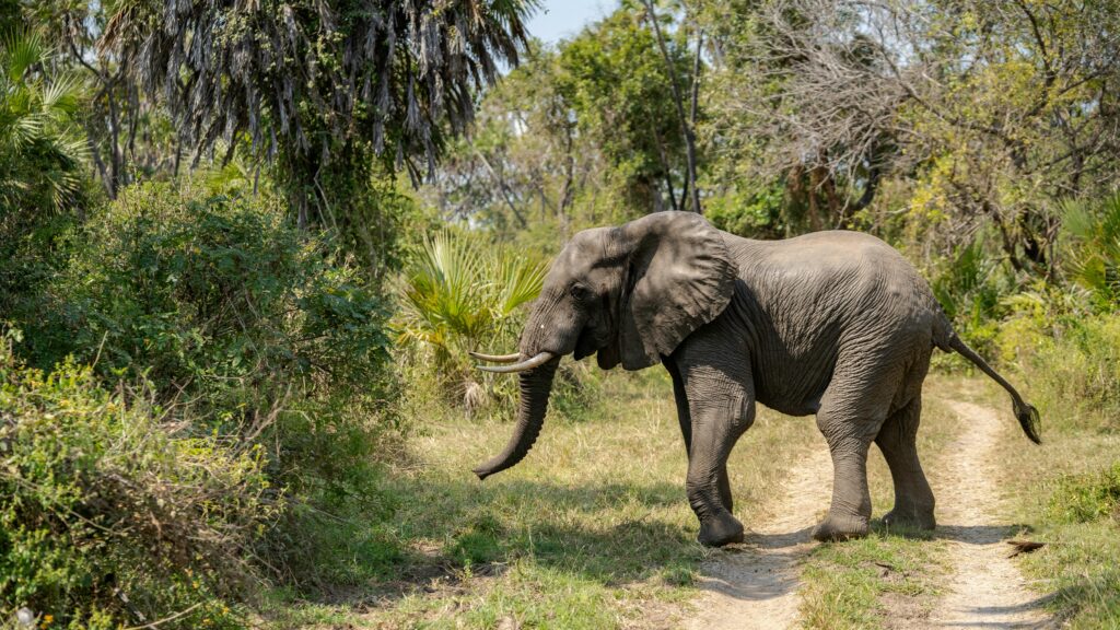 Majestic African elephant walking through lush greenery in Tanzania's natural habitat.