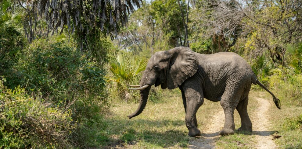 Majestic African elephant walking through lush greenery in Tanzania's natural habitat.