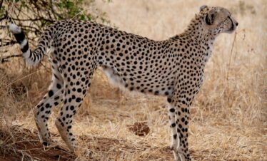 Close-up of a cheetah standing in the dry savannah of Tarangire National Park, Tanzania.