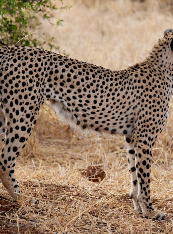 Close-up of a cheetah standing in the dry savannah of Tarangire National Park, Tanzania.