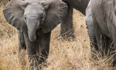 Close-up of a juvenile African elephant walking through dry grass in the Serengeti.