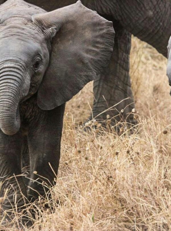 Close-up of a juvenile African elephant walking through dry grass in the Serengeti.