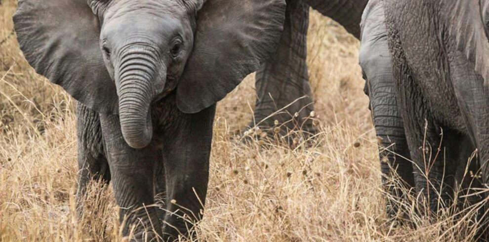 Close-up of a juvenile African elephant walking through dry grass in the Serengeti.