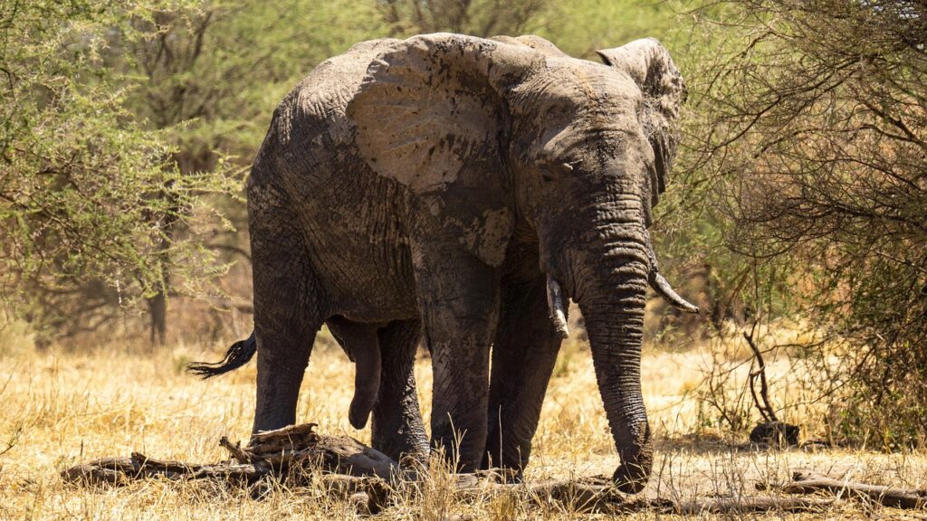 elephant, tanzania, serengeti, nature, animal, wildlife, africa