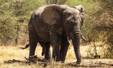 elephant, tanzania, serengeti, nature, animal, wildlife, africa