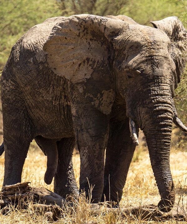 elephant, tanzania, serengeti, nature, animal, wildlife, africa