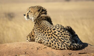 A majestic cheetah (Acinonyx jubatus) basking in the sun on a rock in South Africa.