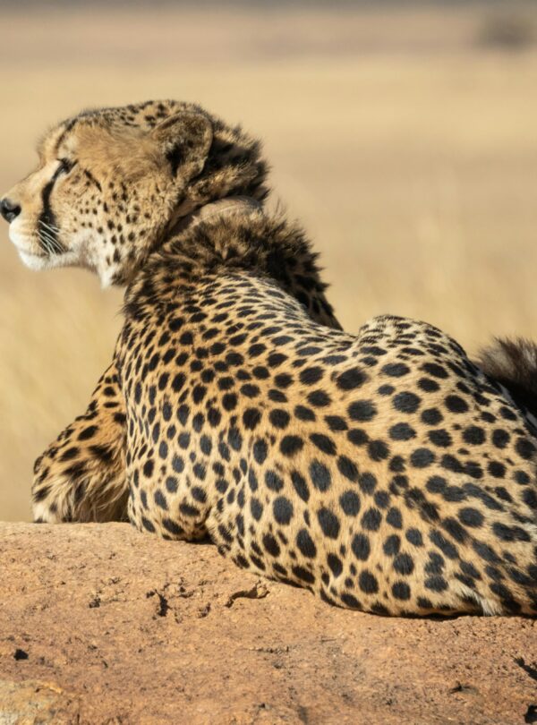 A majestic cheetah (Acinonyx jubatus) basking in the sun on a rock in South Africa.