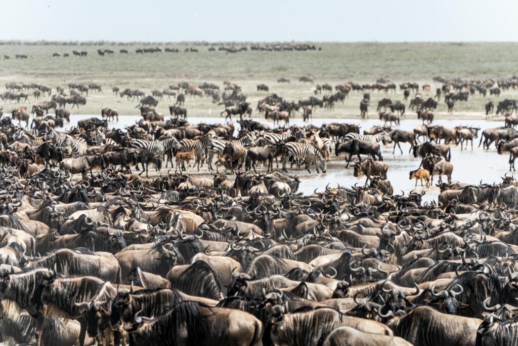Vast herd of wildebeests and zebras during migration in Mara, Tanzania, showcasing wildlife diversity.