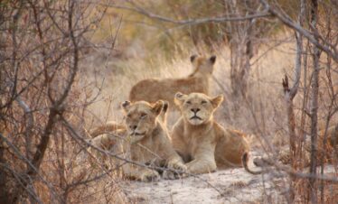 Three lions resting in a dry savannah, perfectly capturing wild nature.