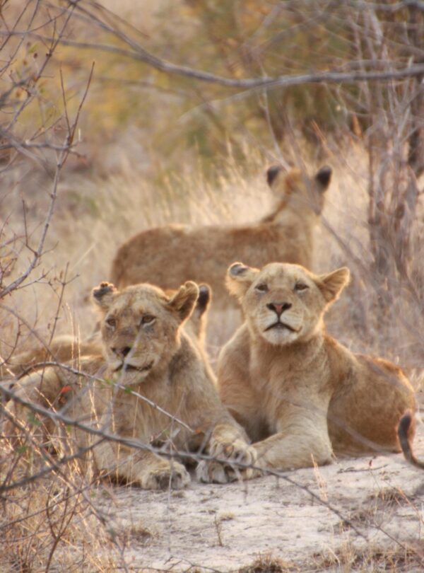 Three lions resting in a dry savannah, perfectly capturing wild nature.