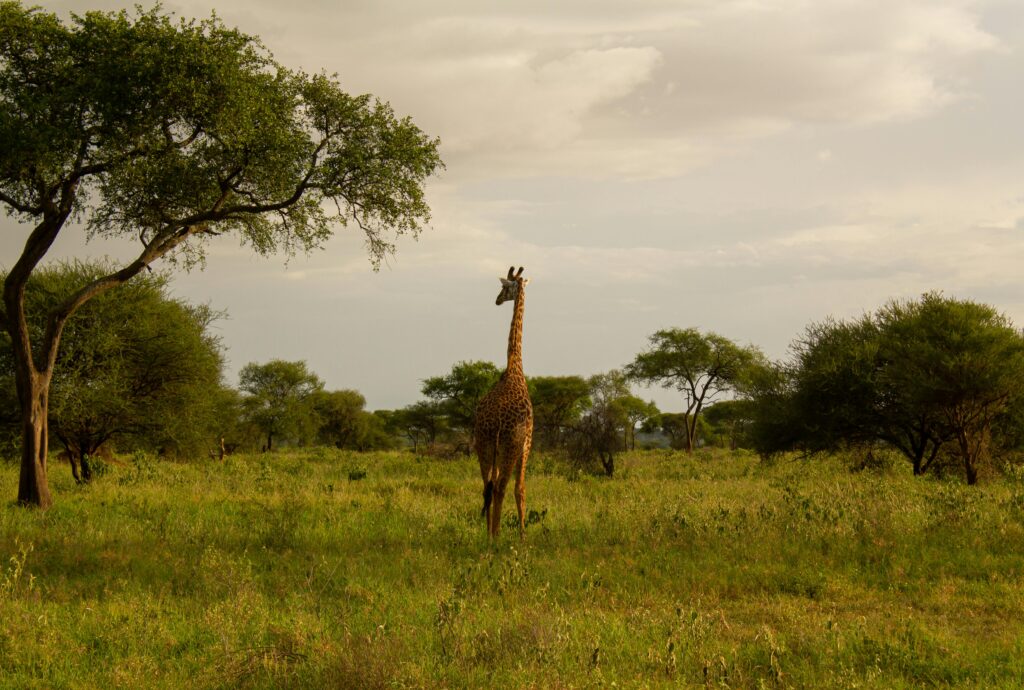 A giraffe walking through the lush savannah of Ngorongoro, Tanzania.