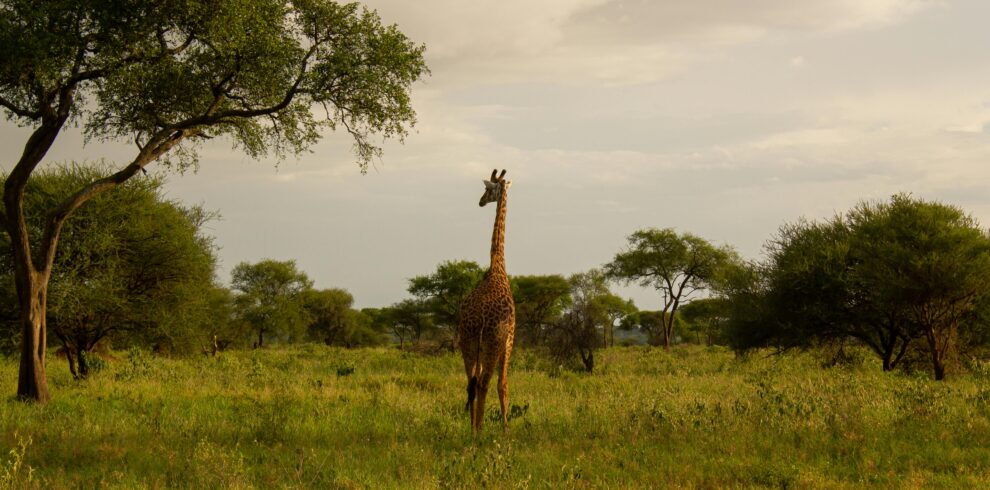 A giraffe walking through the lush savannah of Ngorongoro, Tanzania.