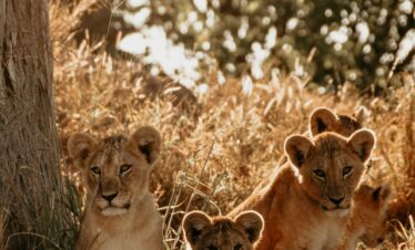 Adorable young lion cubs resting in the sunlit African savannah.