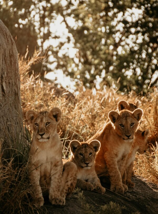 Adorable young lion cubs resting in the sunlit African savannah.