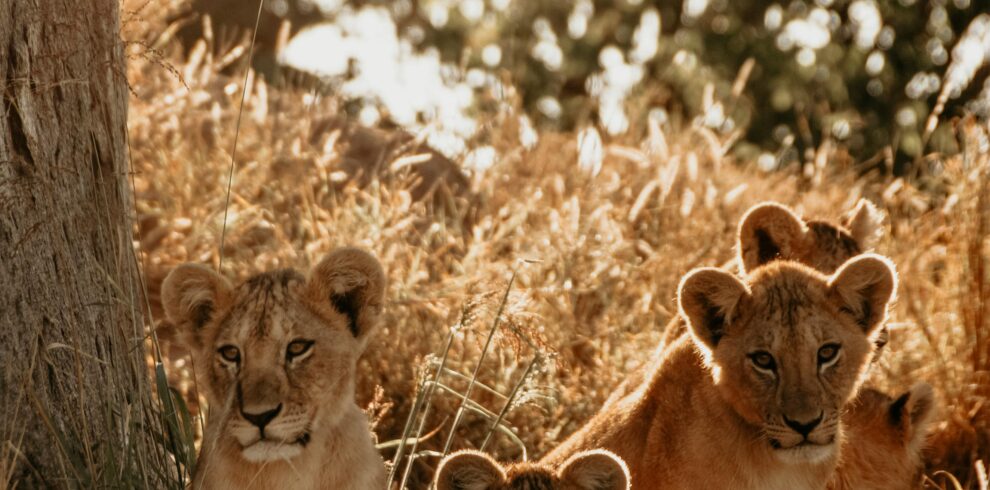 Adorable young lion cubs resting in the sunlit African savannah.