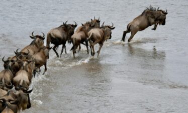 A dramatic scene of wildebeest crossing a river during migration in the Serengeti.