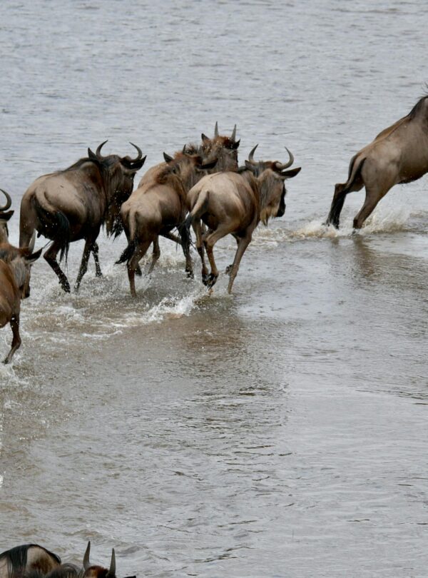 A dramatic scene of wildebeest crossing a river during migration in the Serengeti.