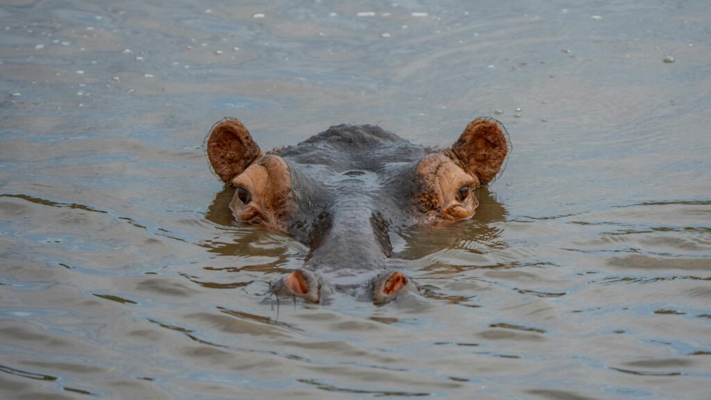 A close-up view of a hippopotamus partially submerged in a river in Tanzania.