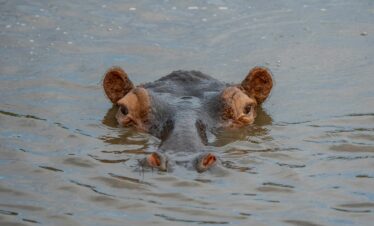 A close-up view of a hippopotamus partially submerged in a river in Tanzania.