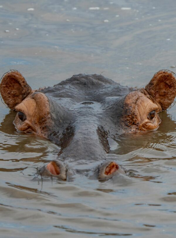 A close-up view of a hippopotamus partially submerged in a river in Tanzania.