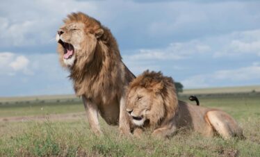 Two majestic lions roaring and relaxing in the vast savanna of Tanzania, showcasing wildlife in their natural habitat.