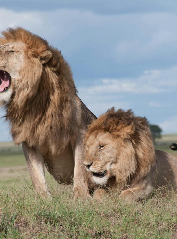 Two majestic lions roaring and relaxing in the vast savanna of Tanzania, showcasing wildlife in their natural habitat.