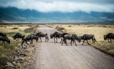 A herd of wildebeest crossing a dirt road in Ngorongoro Crater, Tanzania.