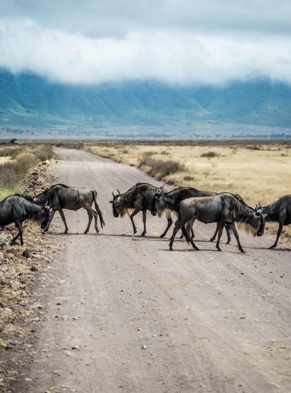 A herd of wildebeest crossing a dirt road in Ngorongoro Crater, Tanzania.