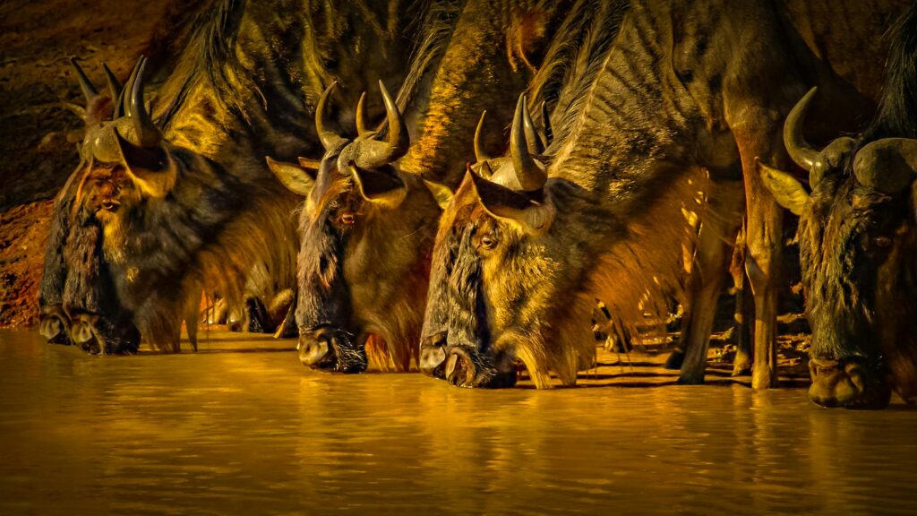 A herd of wildebeest drinks from a watering hole at sunset, capturing the essence of African wildlife.