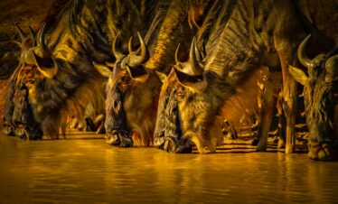 A herd of wildebeest drinks from a watering hole at sunset, capturing the essence of African wildlife.