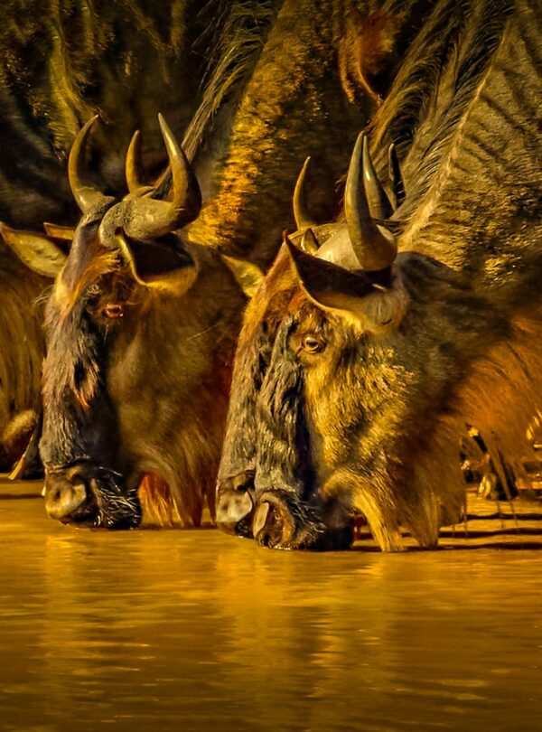 A herd of wildebeest drinks from a watering hole at sunset, capturing the essence of African wildlife.