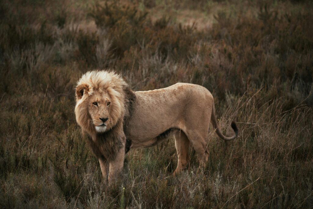 Captivating image of a lion standing in the wild, showcasing its majestic presence.