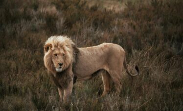 Captivating image of a lion standing in the wild, showcasing its majestic presence.