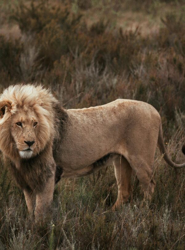 Captivating image of a lion standing in the wild, showcasing its majestic presence.