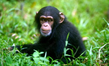 Chimpanzee