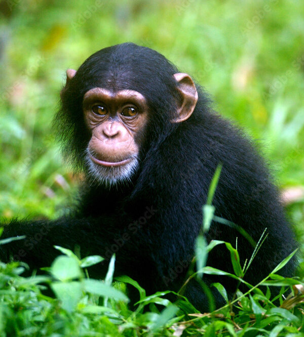 Chimpanzee