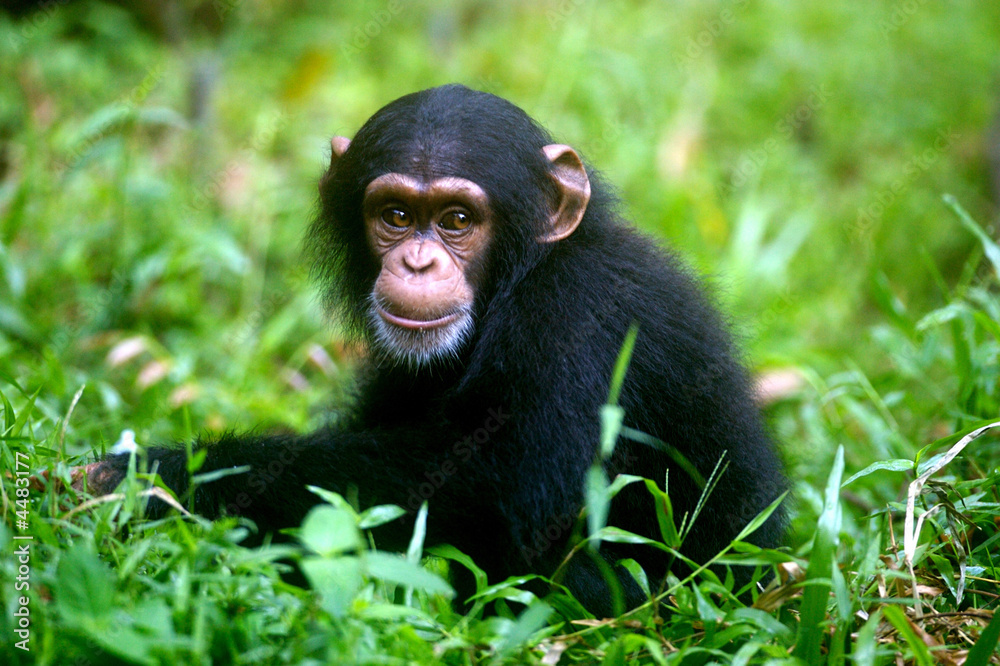 Chimpanzee