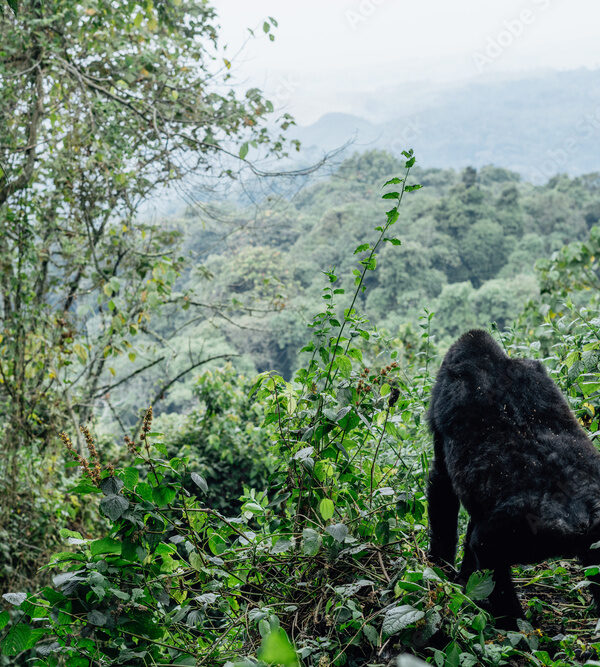 Close-up of a Mountain Gorilla in the Bwindi Impenetrable National Park, Uganda