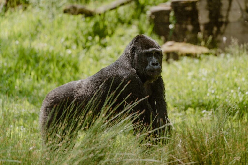 silverback gorilla, gorilla, ape, wilhelma, stuttgart, germany