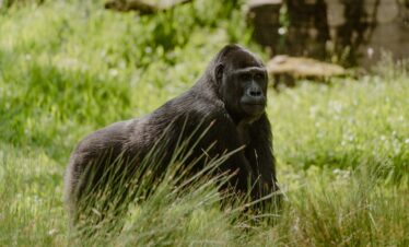 silverback gorilla, gorilla, ape, wilhelma, stuttgart, germany