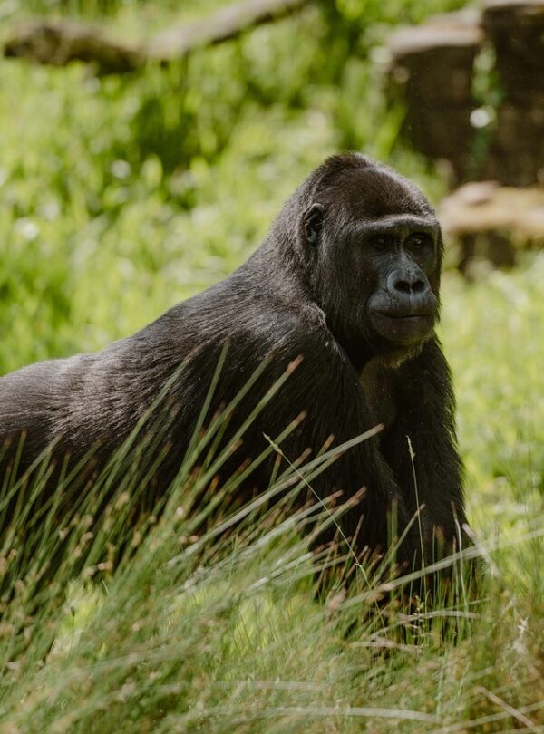 silverback gorilla, gorilla, ape, wilhelma, stuttgart, germany