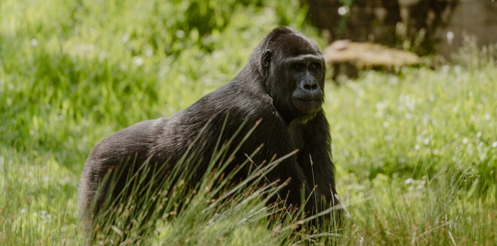 silverback gorilla, gorilla, ape, wilhelma, stuttgart, germany
